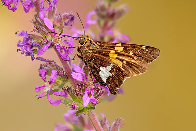 Silver-spotted Skipper