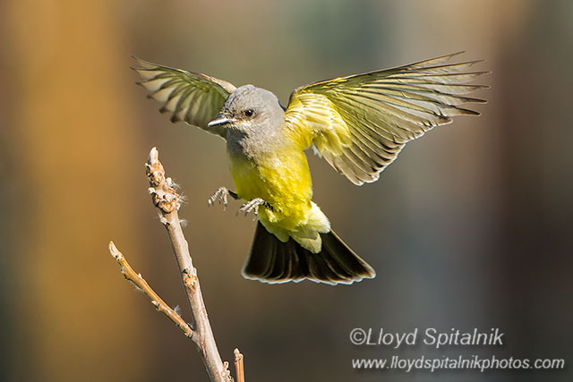 Cassins Kingbird