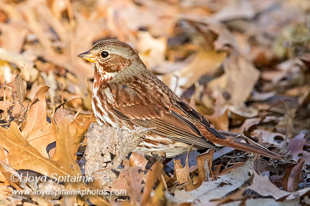 Fox Sparrow