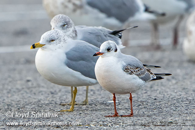 Black-headed Gull (1st winter/cycle)