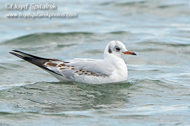 Black-headed Gull (1st winter/cycle)