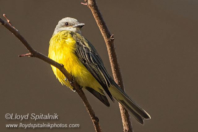 Couchs Kingbird