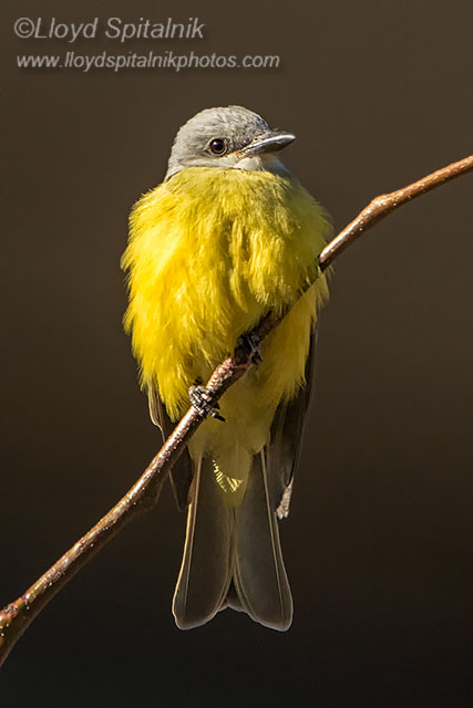 Couchs Kingbird