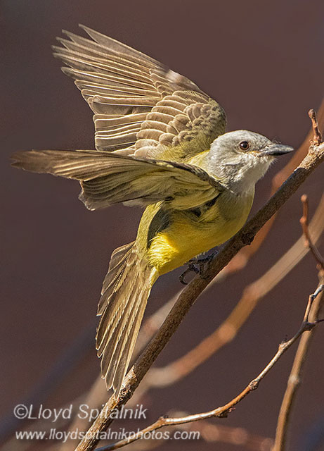 Couchs Kingbird (adult)