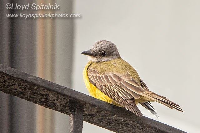 Couchs Kingbird