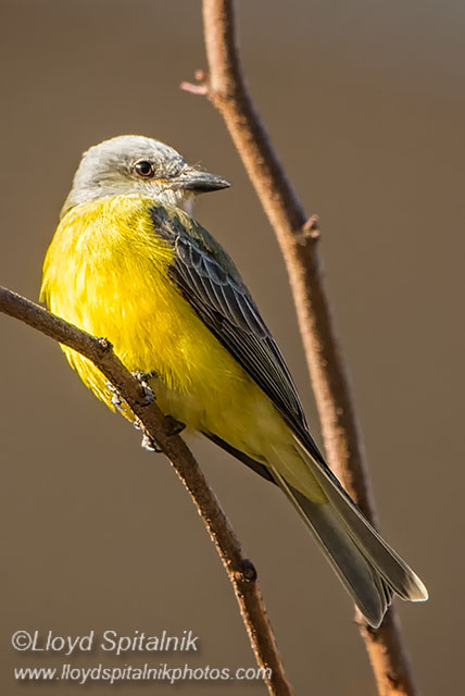 Couchs Kingbird
