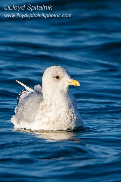 Iceland Gull