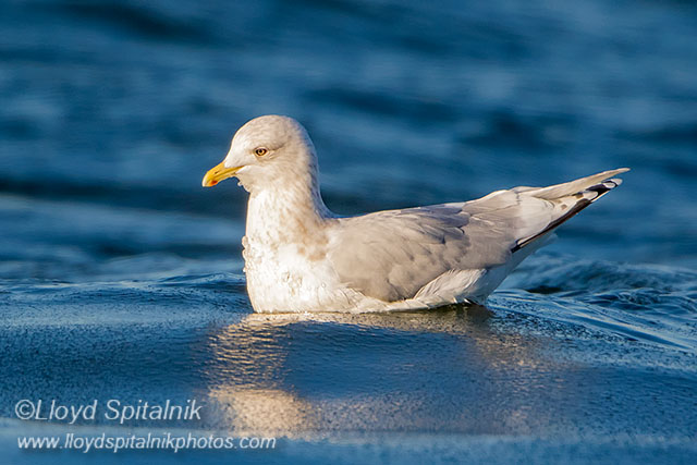 Iceland Gull