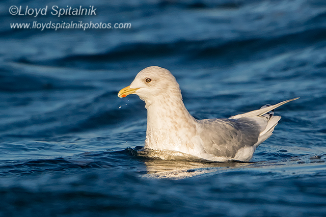 Iceland Gull