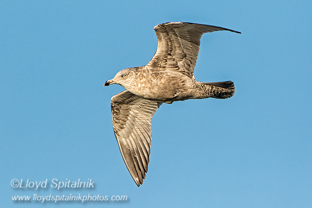 Herring Gull