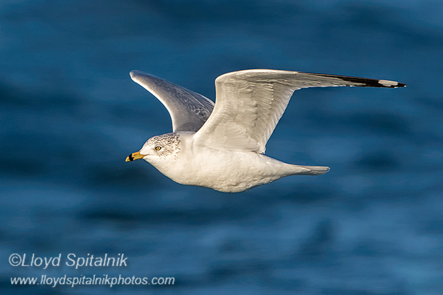 Ring-billed Gull