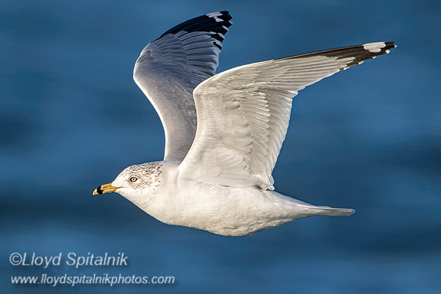 Ring-billed Gull