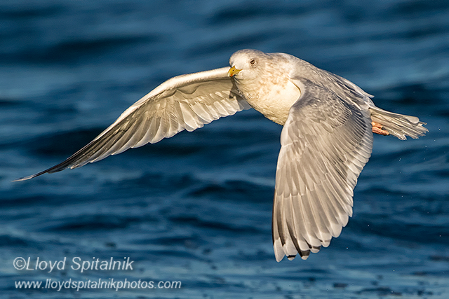 Iceland Gull
