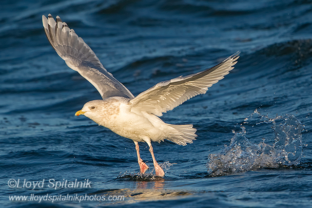 Iceland Gull