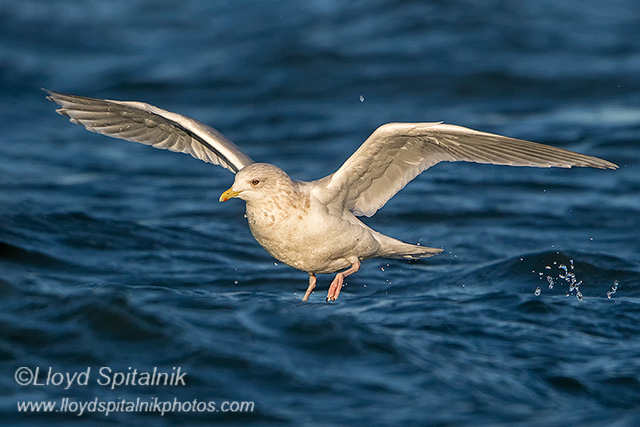 Iceland Gull