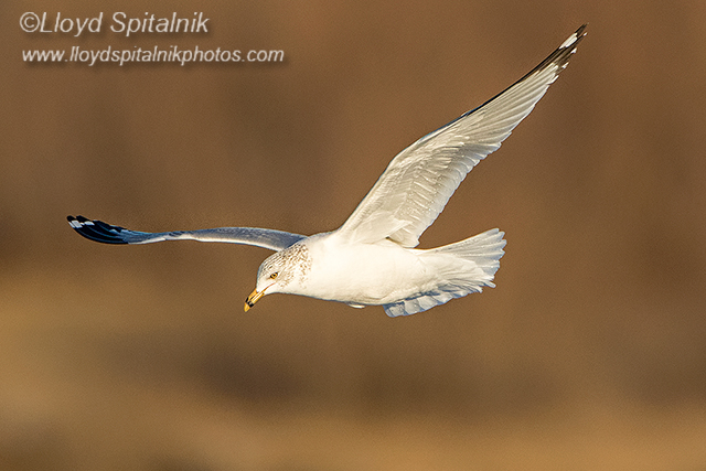 Ring-billed Gull