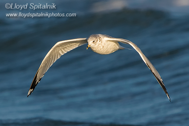 Ring-billed Gull