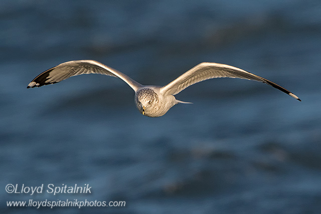 Ring-billed Gull