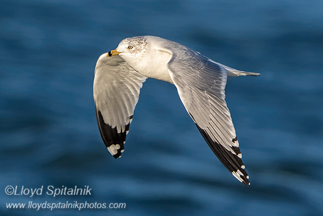 Ring-billed Gull