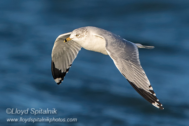 Ring-billed Gull (adult)