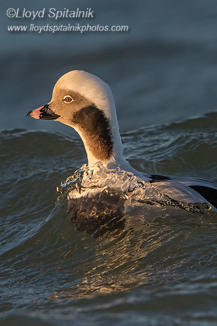 Long-tailed Duck (Oldsquaw)