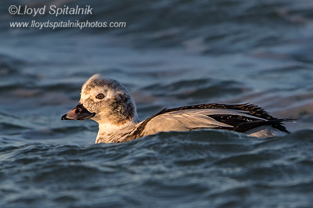 Long-tailed Duck/Oldsquaw (1st winter male) 