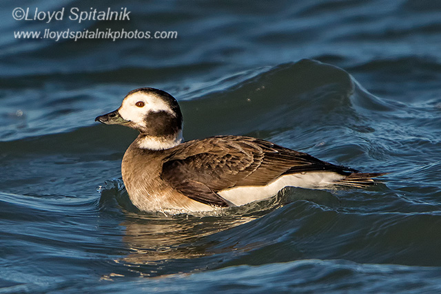 Long-tailed Duck (Oldsquaw)
