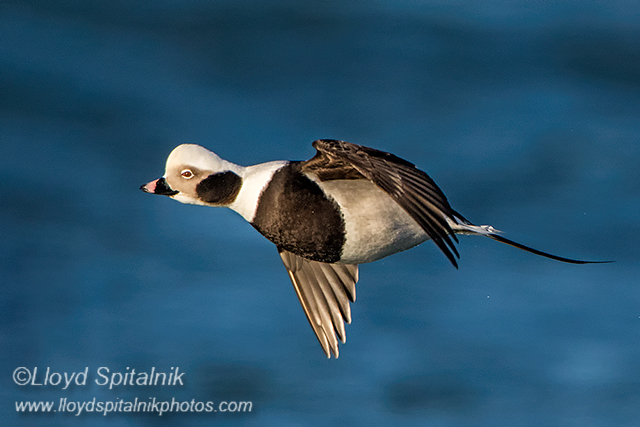 Long-tailed Duck (Oldsquaw)