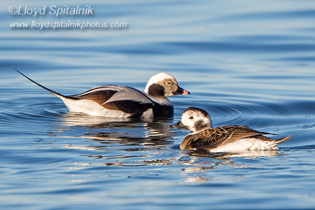 Long-tailed Duck (Oldsquaw)