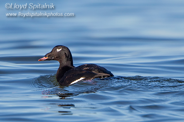 White-winged Scoter