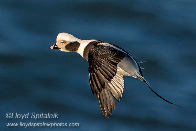 Long-tailed Duck (Oldsquaw)