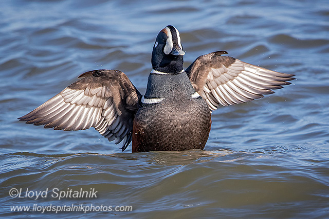 Harlequin Duck