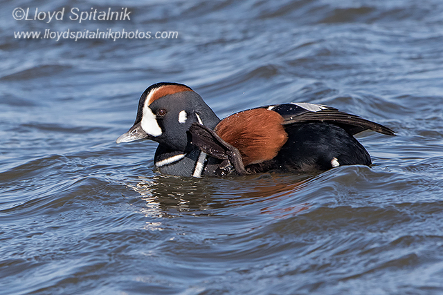 Harlequin Duck