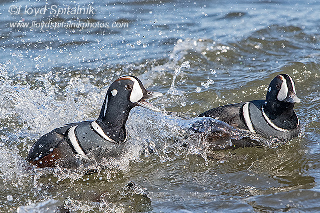 Harlequin Duck