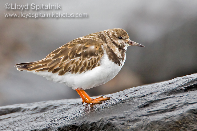 Ruddy Turnstone   