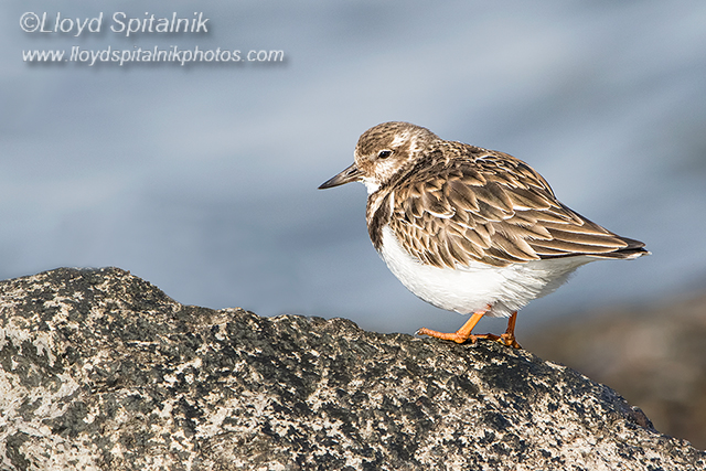 Ruddy Turnstone   