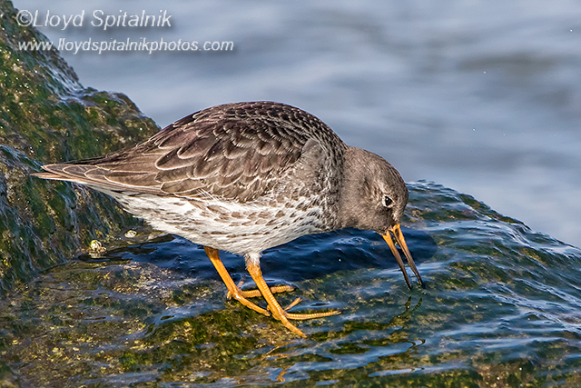 Purple Sandpiper
