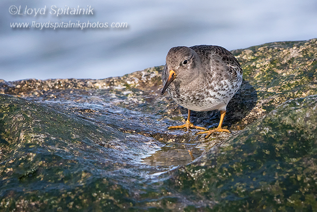 Purple Sandpiper