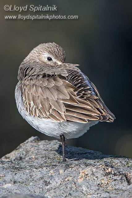 Dunlin