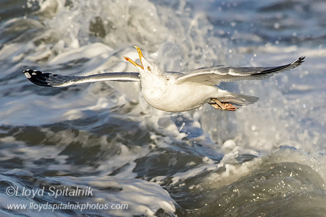 Herring Gull
