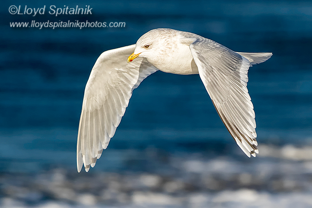 Iceland Gull (adult)