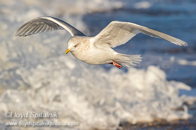 Iceland Gull (adult)