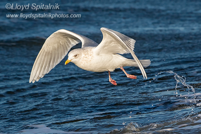 Iceland Gull (adult)