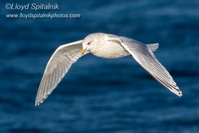Iceland Gull (adult)