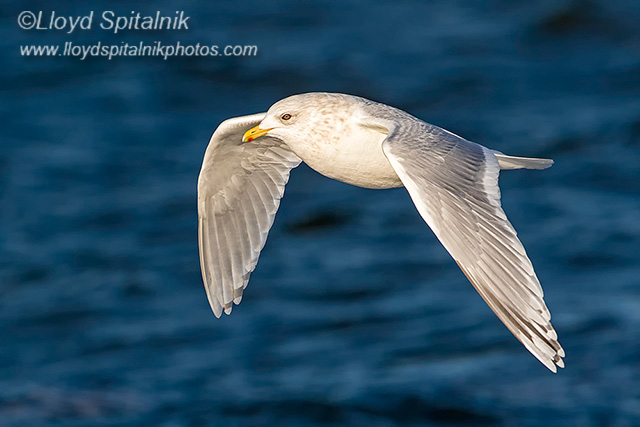 Iceland Gull (adult)