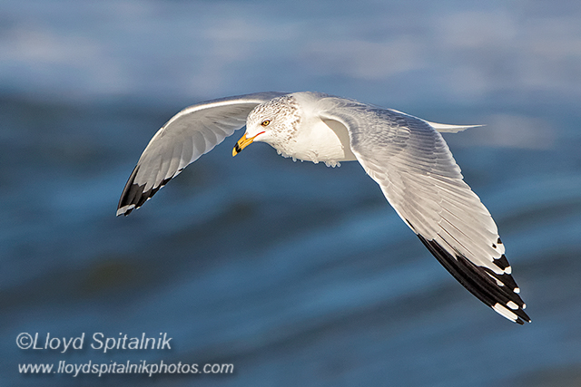 Ring-billed Gull (adult)