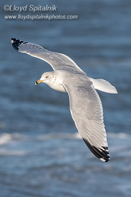 Ring-billed Gull