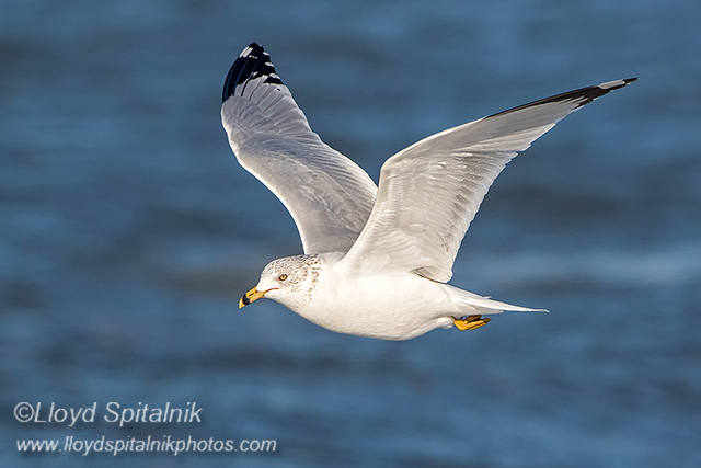 Ring-billed Gull