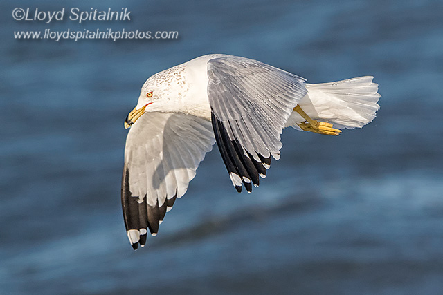 Ring-billed Gull (adult)