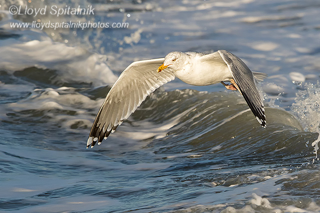 Herring Gull